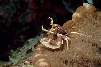 Porcelain crab filter feeding, Similan Islands,Thailand