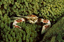 Porcelain crab amongst anemone tentacles, Solomon Islands, Pacific