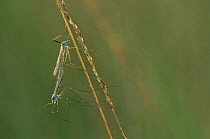 Daddy long legs / Craneflies {Tipula oleracea} pair mating,  Belgium