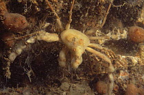 Spider crab {Macropodia rostrata} Plymouth, England, UK