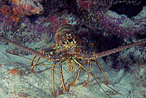 Painted reef lobster (Panulirus ornatus). Florida, USA