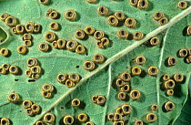 Silk button spangle galls (Neuroterus numismalis) on oak leaf, UK