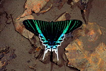 Diurnal moth (Urania genus). Madfe De Dios, Peru, South America