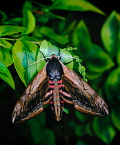 Privet hawk moth (Sphinx ligustri). South England, UK, Europe