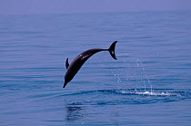 Atlantic spotted dolphin jumping Bimini, Bahamas