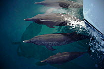 Atlantic spotted dolphins bow-riding, Bimini, Bahamas