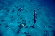 Diver with Atlantic spotted dolphin, Bimini, Bahamas