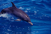 Atlantic spotted dolphin, Bimini, Bahamas
