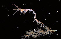 Ghost shrimp {Caprella linearis}, English Channel, UK.