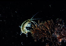 Amphipod (Gammarus locusta x5) underwater. Wales, UK, Europe