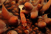 Emperor shrimp camouflaged on sea cucumberr, Indo-Pacific