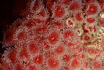 Californian club tipped anemone