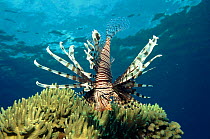 Lionfish on coral reef, Indo-Pacific