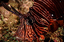 Lionfish head close-up, off Papua New Guinnea