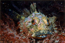 Scorpionfish (Inimicus)