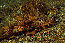Scorpionfish camouflaged on seabed, Solomon Islands, Pacific