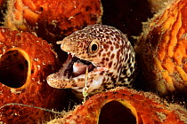 Spotted moray eel with fish-hook caught in mouth, Bonaire, Caribbean