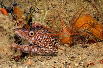 Spotted moray eel {Gymnothorax moringua} and spider crab {Stenorhynchus seticornis} Bonaire, Caribbean