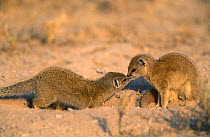 Two Yellow mongoose sniffing in greeting {Cynictis penicillata} Namibia