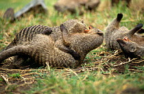 Banded mongoose {Mungos mungo} juveniles play fighting, Kenya