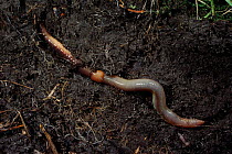 Earthworm in soil, UK