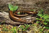 Slow worm on piece of wood, Scotland