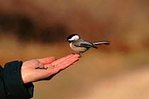 Black capped chickadee feeding from person's hand, Long Island, New York, USA