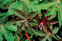 Leaves of Castor oil plant