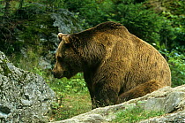 Brown bear  {Ursus arctos} Bayerischer Wald NP Germany - captive