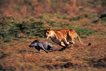 Lioness hunting warthog, Masai Mara, Kenya {Panthera leo}