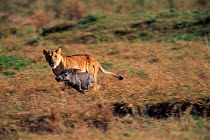 Lioness {Panthera leo} hunting warthog, Masai Mara, Kenya