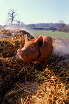 Young domestic pig (Tamworth/Bluespot) (Sus scrofa domestica). England, UK, Europe