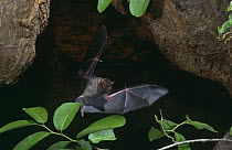 Greater white lined bat flies out of cave {Saccopteryx bilineata} Costa Rica