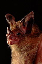 Spix's round eared bat (Tonatia bidens) close-up of head. Panama, Central America
