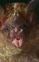 Spix's round eared bat {Tonatia bidens} Panama