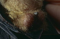 Spix's round eared bat {Tonatia bidens} close up of penis, captive, Panama
