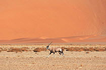 Oryx crossing Namib desert, Namibia