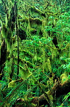 Hanging mosses on Mountain beech Temperate rainforest  South Island New Zealand