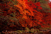 Autumn colours in Ussuriland Primorsky region, Russia