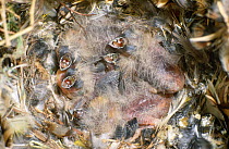 Two day old Spotted sided Zebra finches (Poephila guttata) in nest interior.