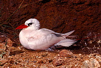 Red tailed tropic bird nesting {Phaethon rubricauda} Lord Howe Is., NSW, Australia