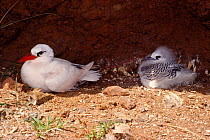 Red tailed tropic bird & chick at nest {Phaethon rubricauda} Lord Howe Is, NSW, Australia