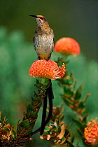 Cape sugarbird (Promerops cafer). South Africa