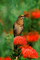 Cape sugarbird (Promerops cafer). South Africa