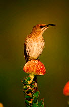 Cape Sugarbird perched on Protea flower, South Africa
