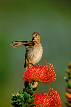 Cape Sugarbird (Promerops cafer). South Africa