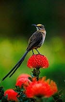 Cape Sugarbird on Protea flower, South Africa