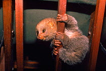 Captive Potto (Perodicticus potto) saved from hunters. Zaire, (Congo), West Africa