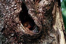 Potto {Perodicticus potto} looking out of day nesting hole in tree, Dem Rep of Congo