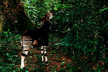 Okapi feeding, Epulu Ituri Rainforest Reserve, DR of Congo (formerly Zaire)
